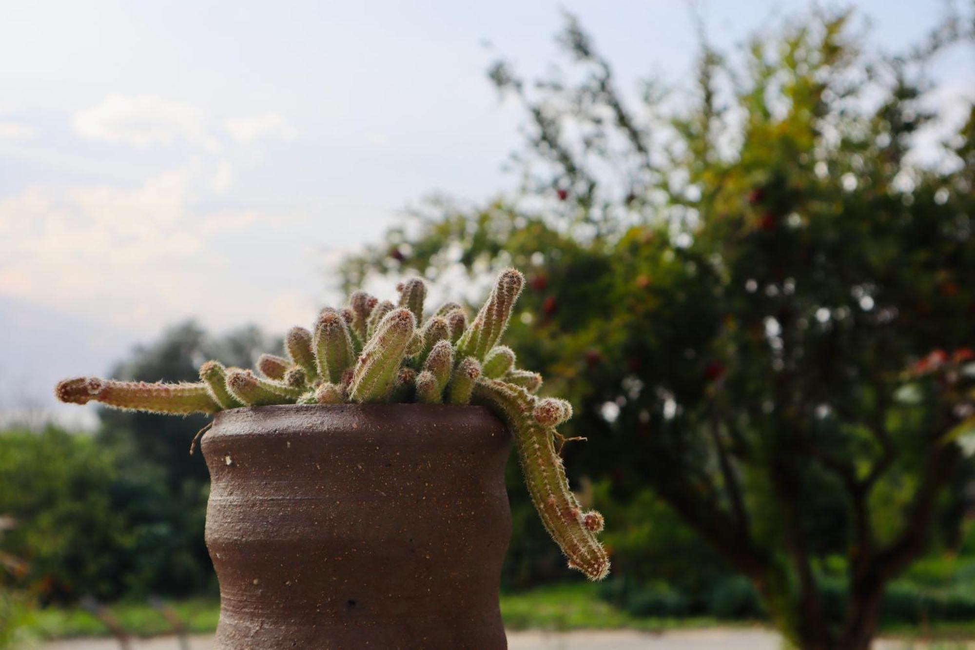 בקתות האס ואטינגר Villa Geva Carmel Ngoại thất bức ảnh